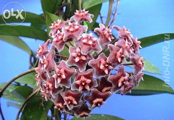 Хойя Hoya pubicalyx. ДОНЕЦК